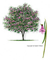 Desert Willow