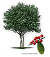 Yaupon Holly